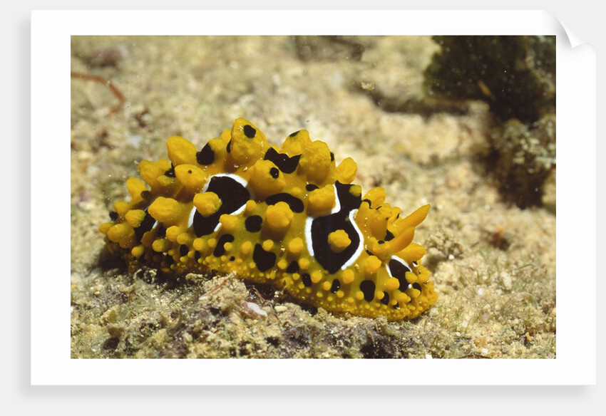 Ocellate Phyllidia by Anonymous