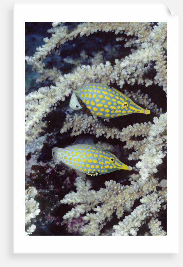 Pair of Longnose Hawkfish by Anonymous