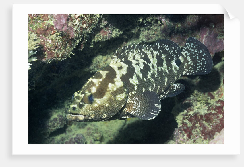 Camouflage Grouper by Anonymous