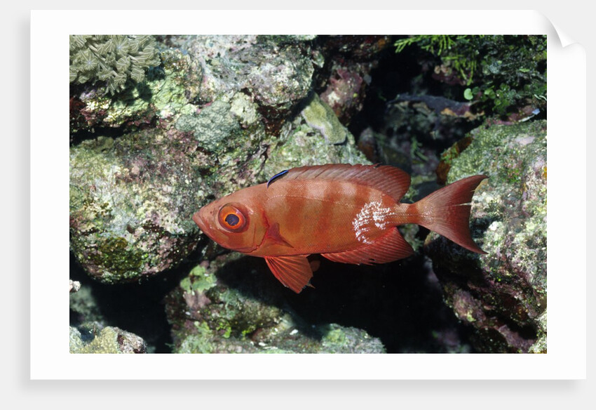 Crescent-Tail Bigeye being cleaned by Cleaner Wrasse by Anonymous
