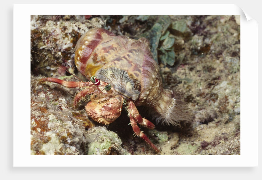 Anemone Hermit Crab by Anonymous