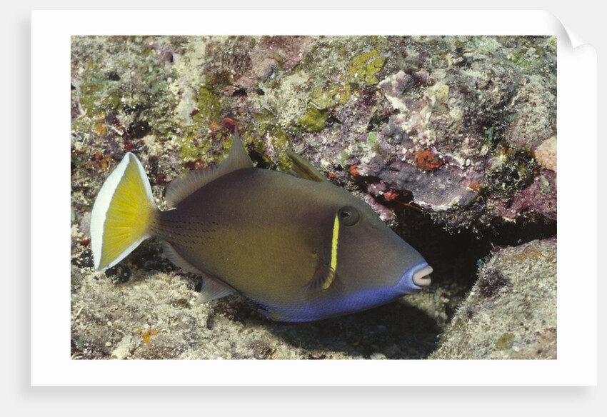 Flagtail Triggerfish by Anonymous