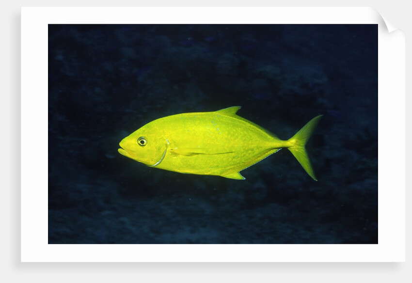 Orange-Spotted Trevally by Anonymous