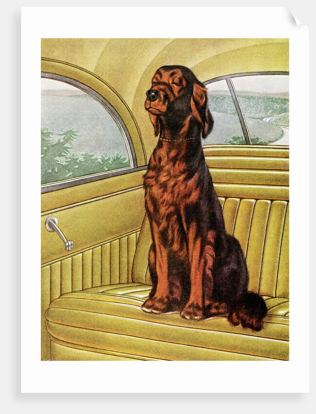 Pampered Irish Setter Sitting in a Car by Anonymous