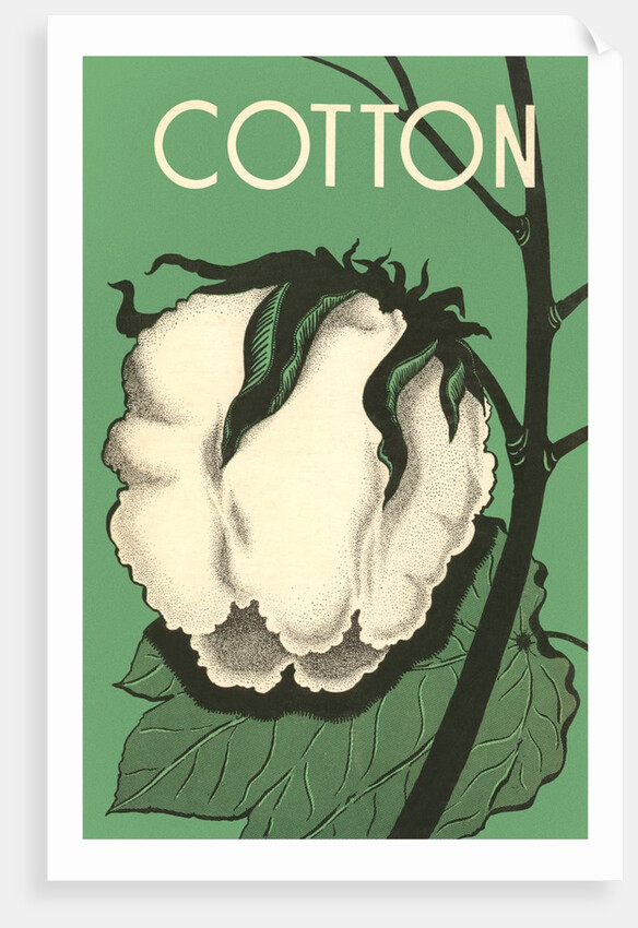 Cotton Boll by Anonymous
