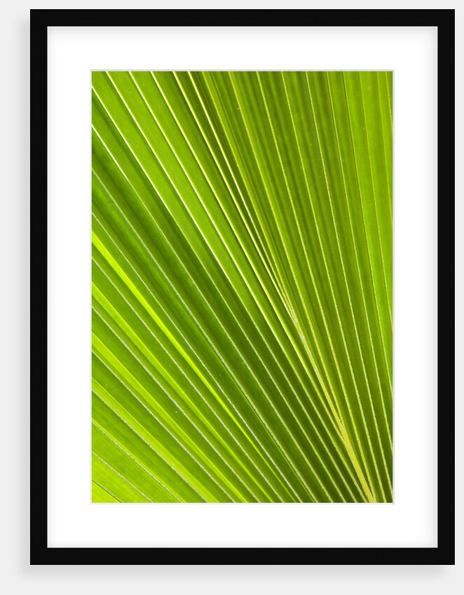 Fresh Green Fan Palm by Anonymous