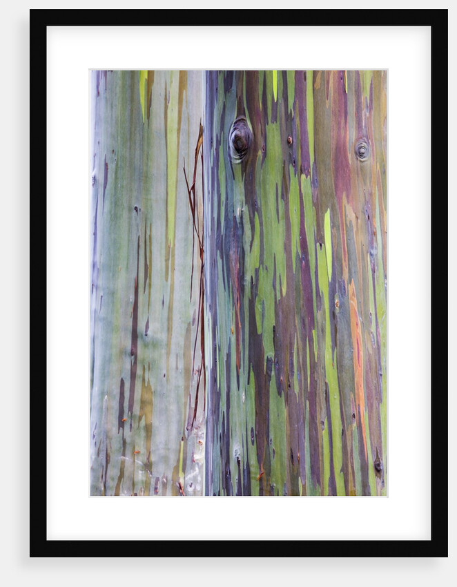 Close-up of Rainbow Eucalyptus by Anonymous