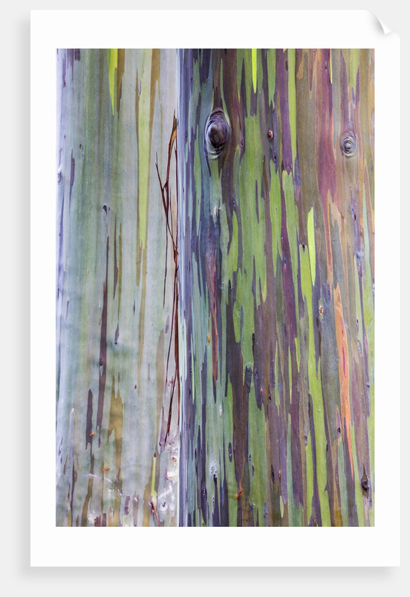 Close-up of Rainbow Eucalyptus by Anonymous