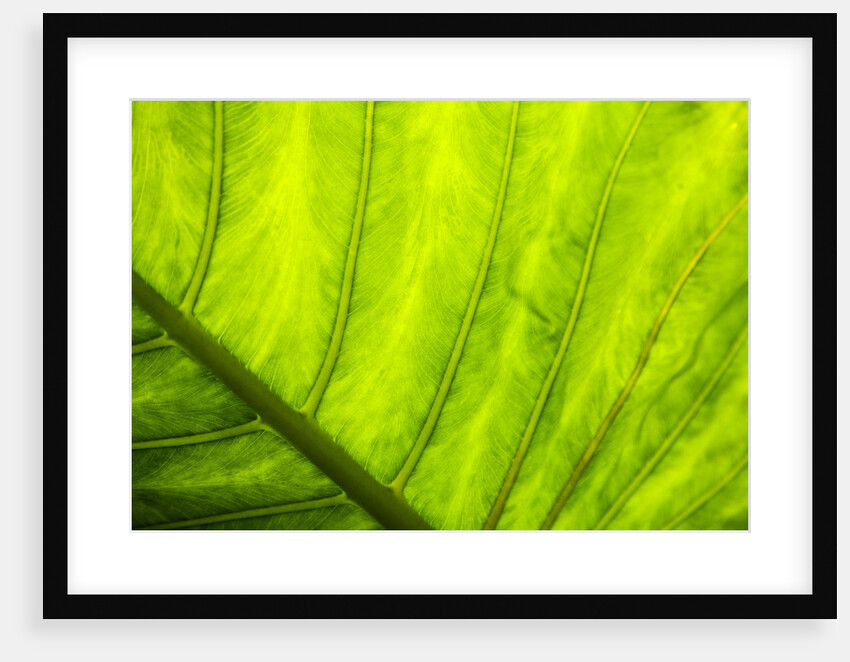 Large leaf of Banana plant by Anonymous