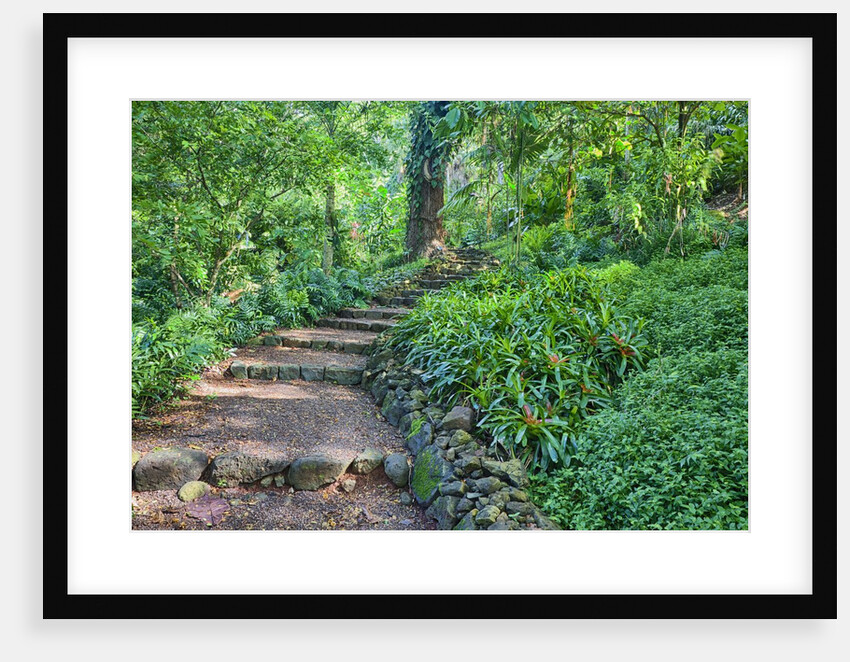 Hiking trail in the gardens of Kauai by Anonymous