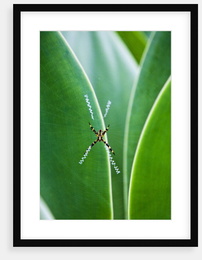 Agave growing with spider web attached by Anonymous