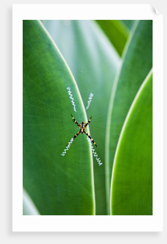Agave growing with spider web attached by Anonymous