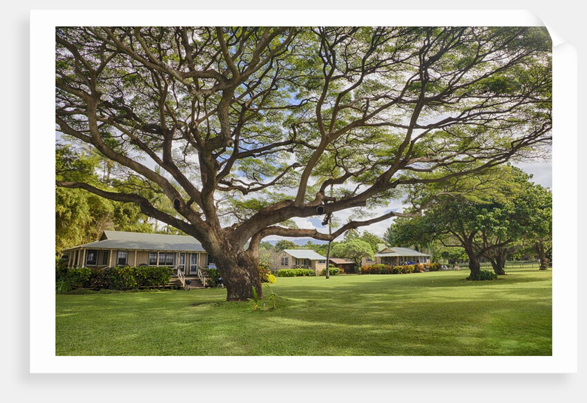 Large old tree and field in Waimea by Anonymous