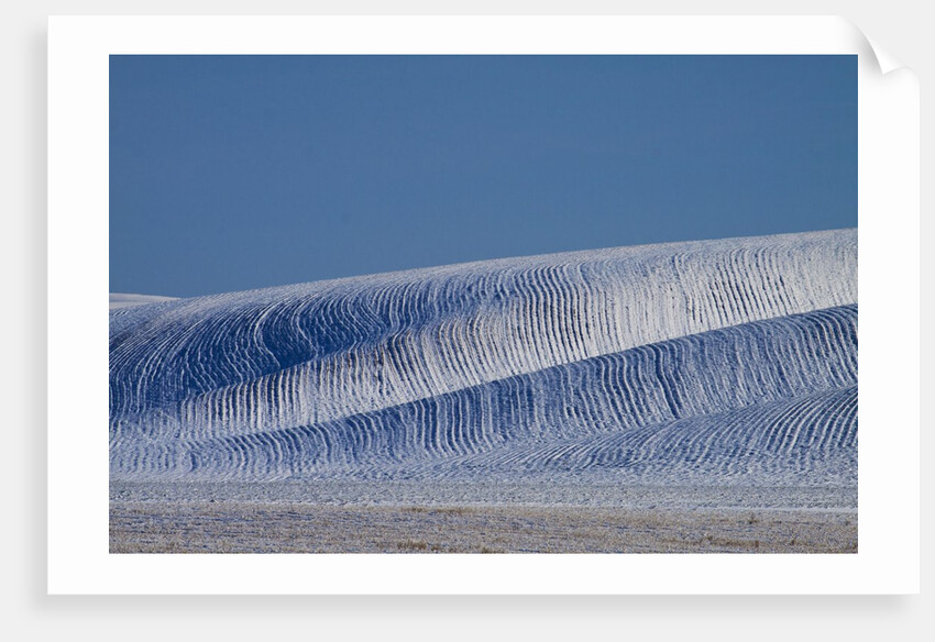 Patterns in snow covered wheat fields by Anonymous
