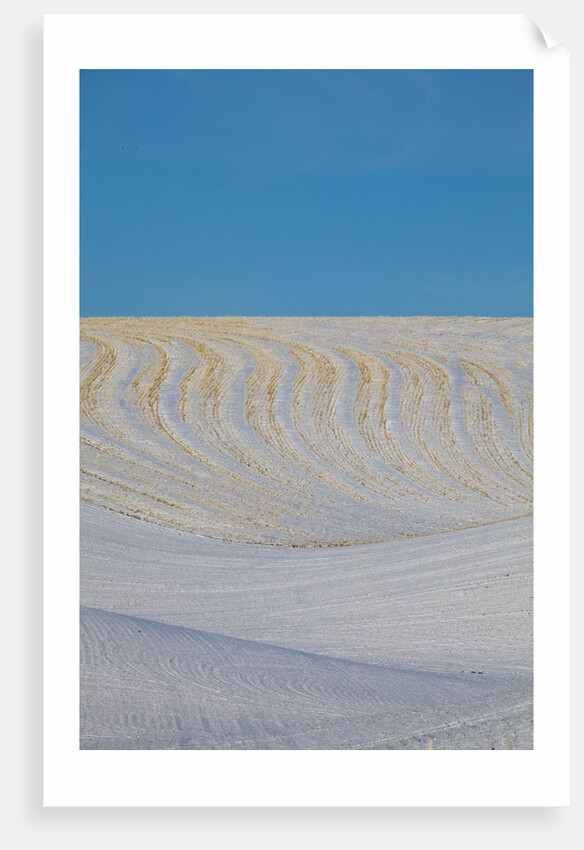 Patterns in snow covered wheat fields by Anonymous
