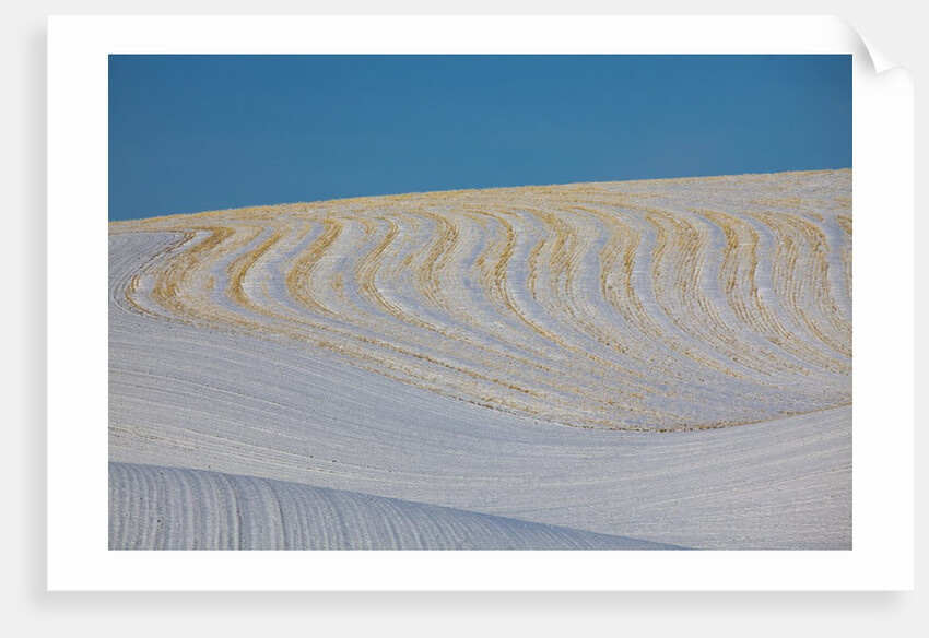 Patterns in snow covered wheat fields by Anonymous