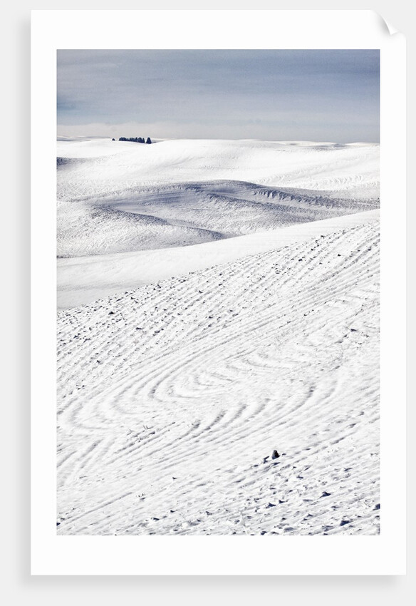 Patterns in snow covered wheat fields by Anonymous