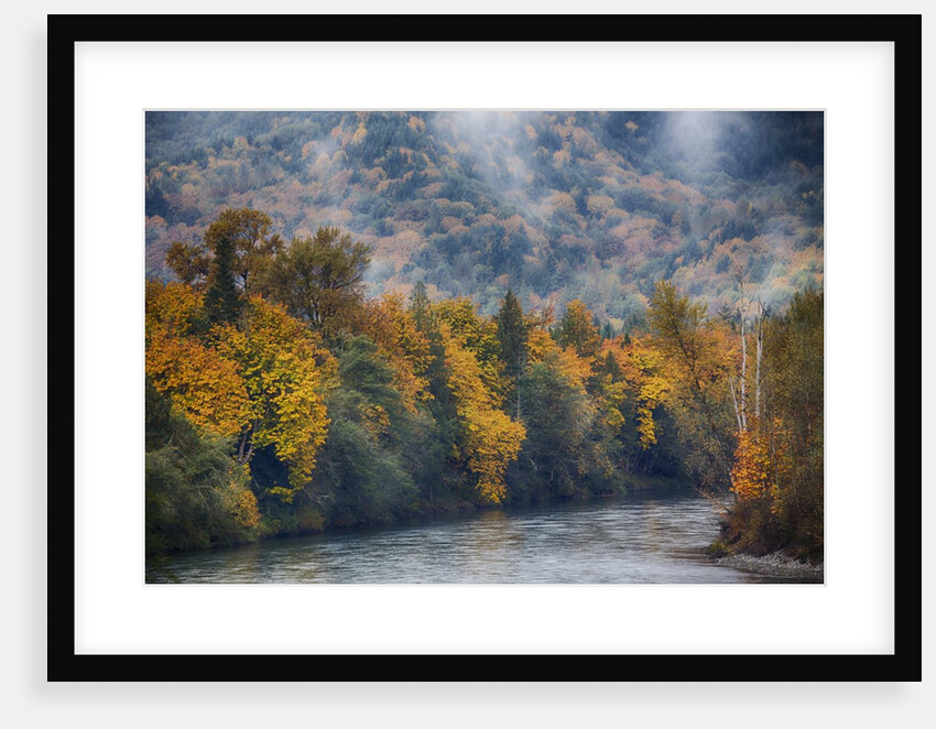 Big leaf maples lining the Skagit River by Anonymous
