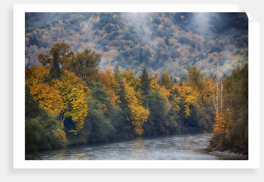 Big leaf maples lining the Skagit River by Anonymous