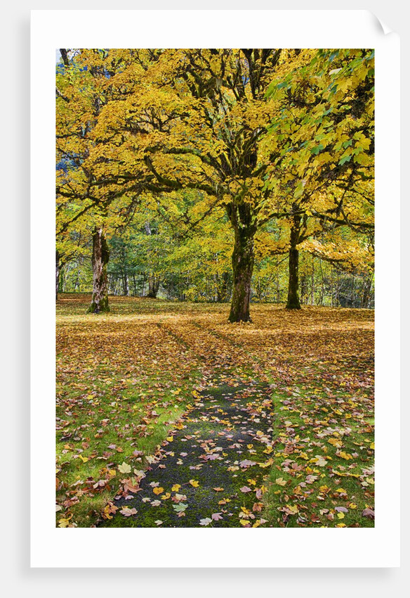 Big leaf maples and red vine maple in full autumn glory by Anonymous