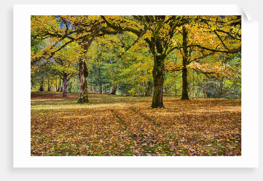 Big leaf maples and red vine maple in full autumn glory by Anonymous
