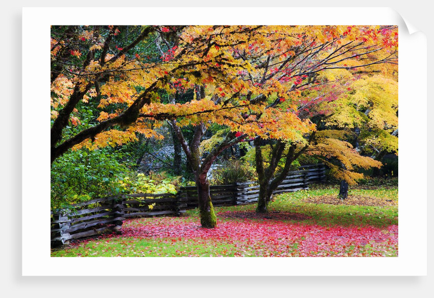 Red vine maple in full Autumn glory by Anonymous