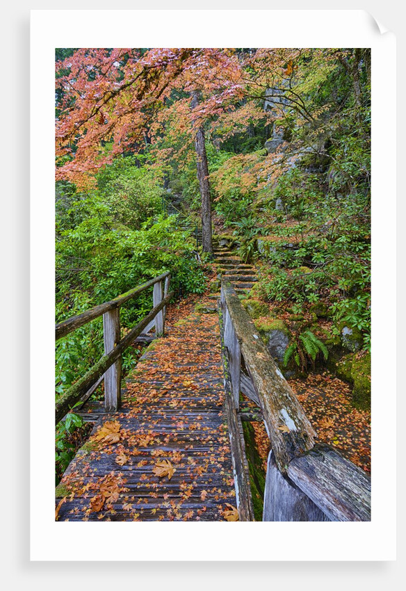 Path through red vine maple in full Autumn glory by Anonymous