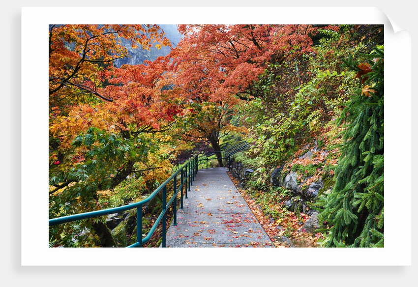 Path through red vine maple in full Autumn glory by Anonymous