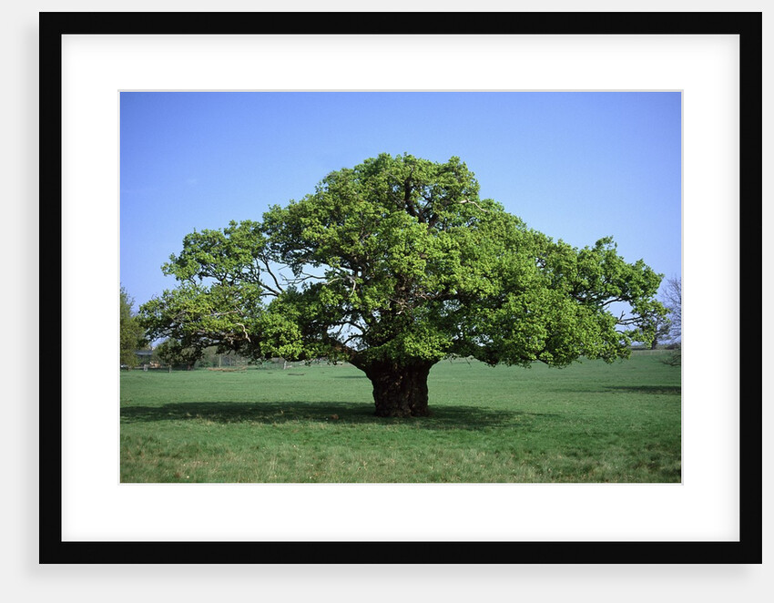 Oak tree in Spring by Anonymous