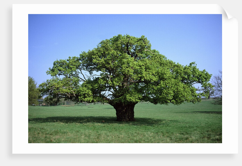 Oak tree in Spring by Anonymous