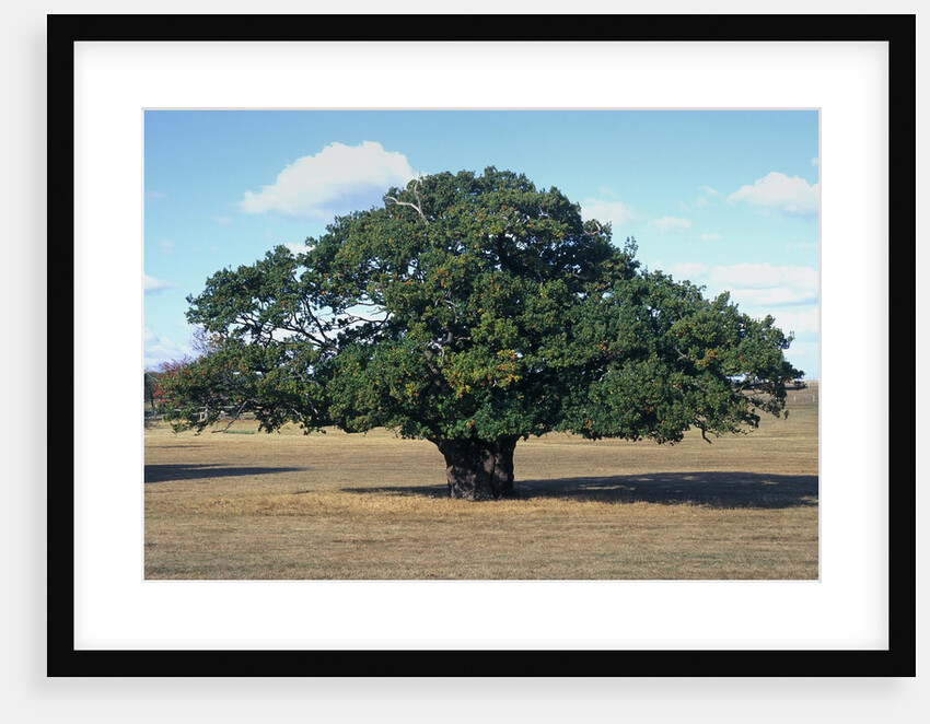 Oak tree in Summer by Anonymous