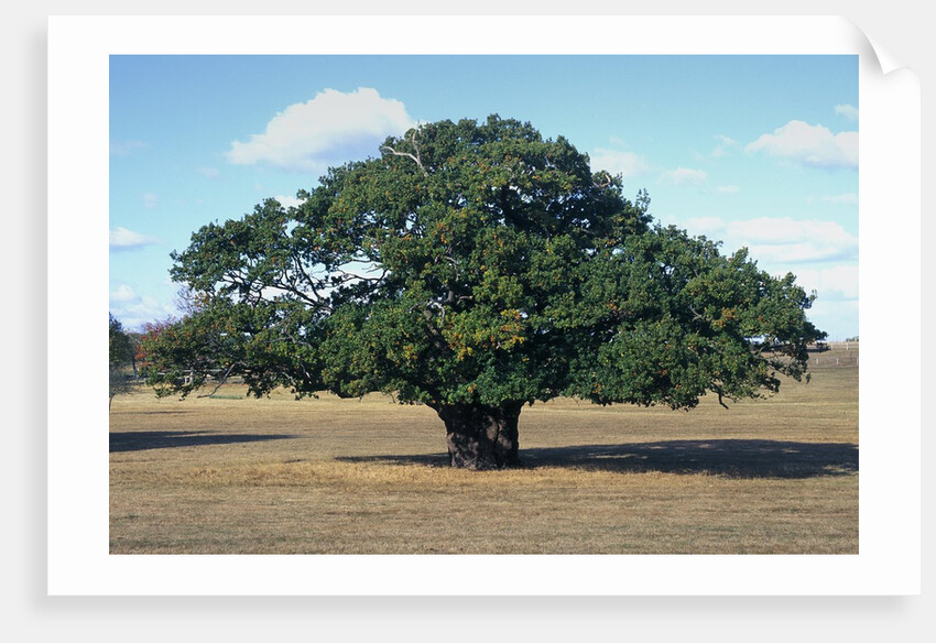 Oak tree in Summer by Anonymous
