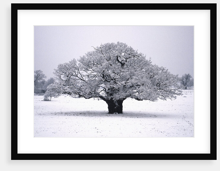 Oak tree in Winter by Anonymous