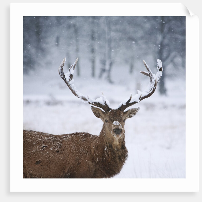Snowy antlers by Anonymous