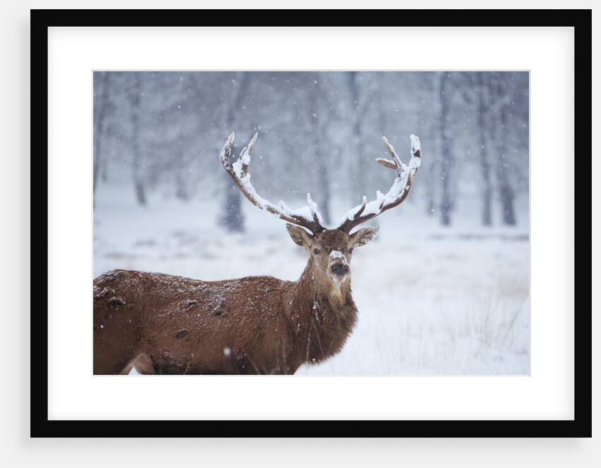 Snowy antlers by Anonymous