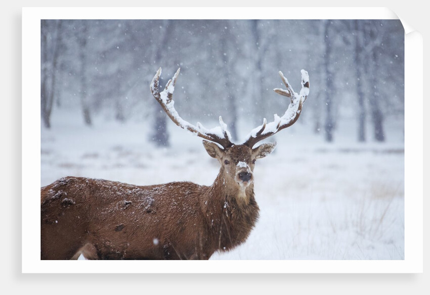 Snowy antlers by Anonymous