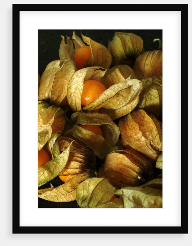 Cape Gooseberry by Anonymous