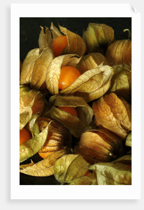 Cape Gooseberry by Anonymous