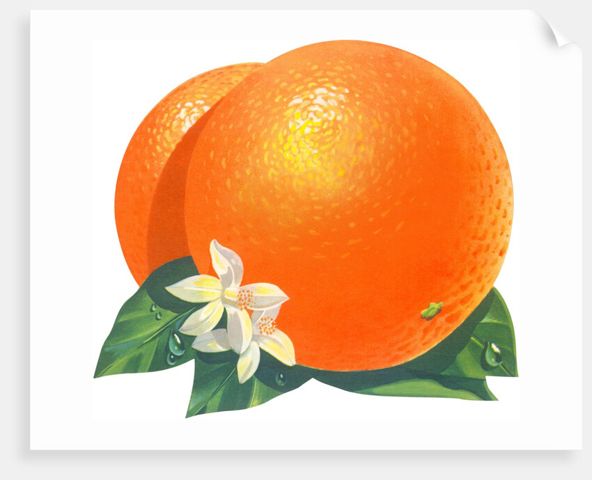 Orange blossoms and fruit by Anonymous
