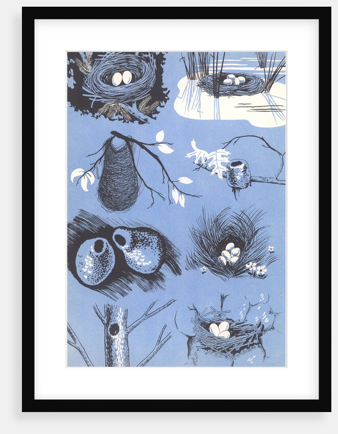 Bird's nests by Anonymous