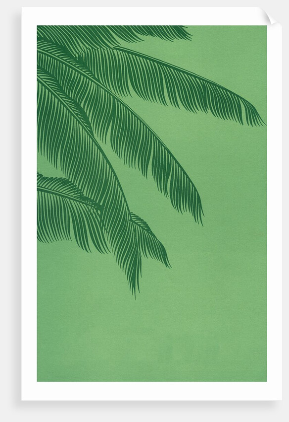 Palm fronds by Anonymous