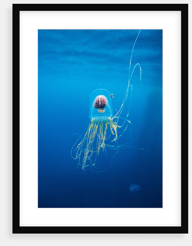 Underwater jellyfish in Diego Ramirez Islands, Chile by Anonymous