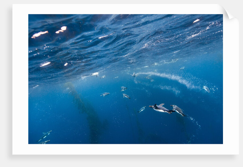 Macaroni Penguins in Diego Ramirez Islands, Chile by Anonymous