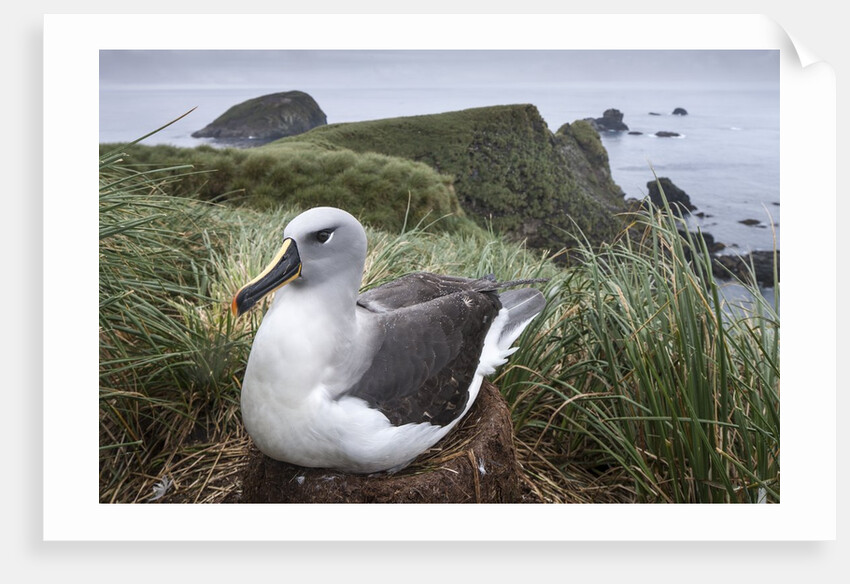 Gray-headed albatross on Diego Ramirez Islands, Chile by Anonymous
