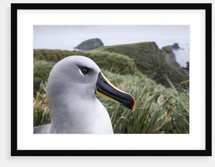 Gray-headed albatross on Diego Ramirez Islands, Chile by Anonymous