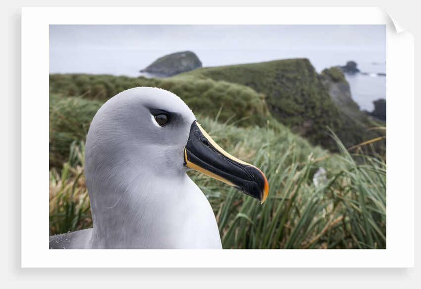 Gray-headed albatross on Diego Ramirez Islands, Chile by Anonymous