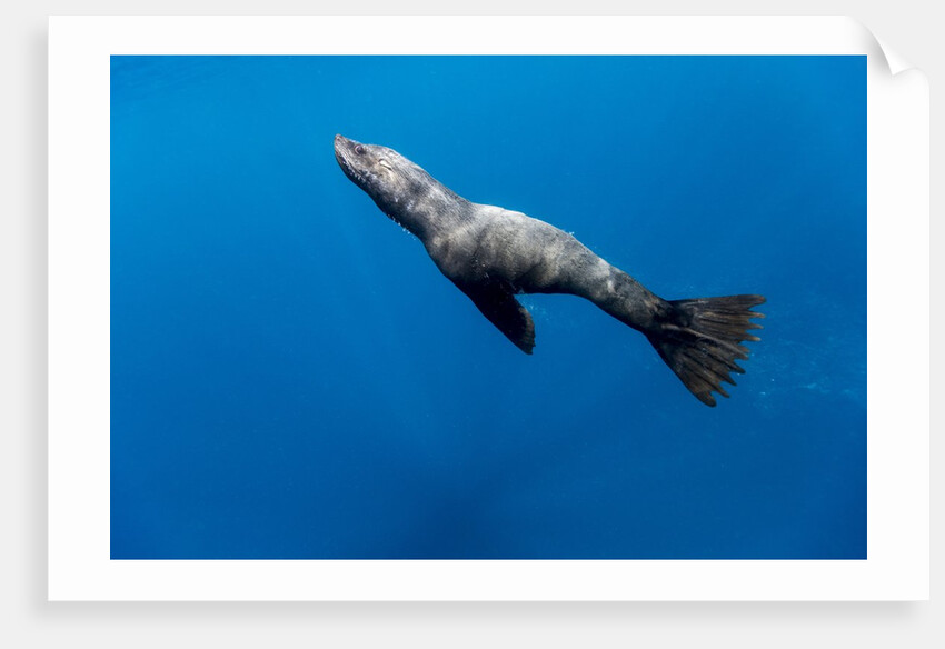 Southern Sea Lion in Diego Ramirez Islands, Chile by Anonymous