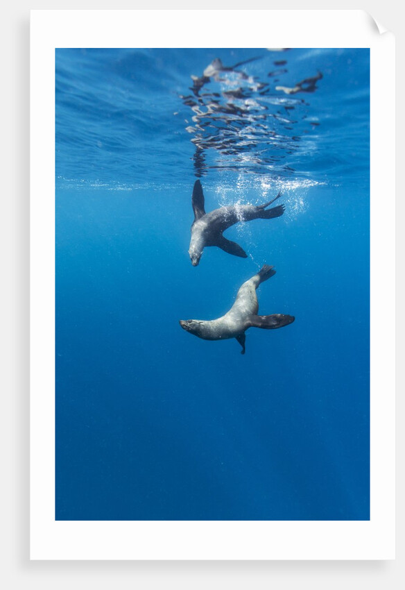 Southern Sea Lions, Diego Ramirez Islands, Chile by Anonymous