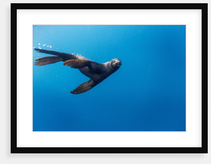 Southern Sea Lion in Diego Ramirez Islands, Chile by Anonymous