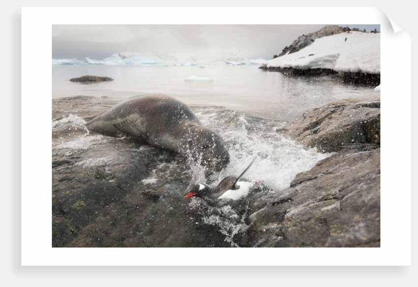 Leopard seal hunting gentoo penguin, Antarctica by Anonymous
